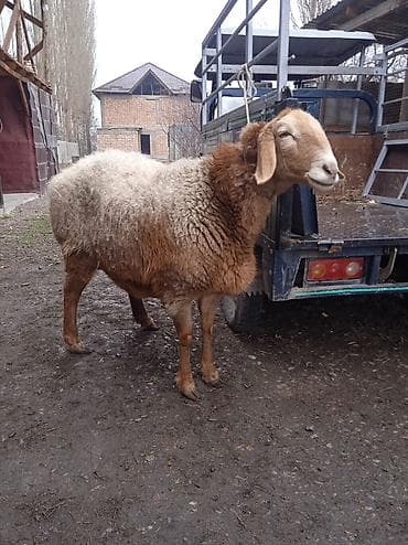 Продаю | Овца (самка) | Арашан | Для разведения | Матка
