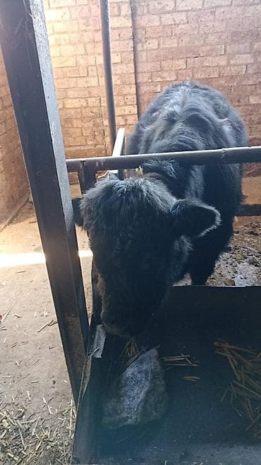 Баран, овца: Продаю | Бык (самец) | На откорм — 1