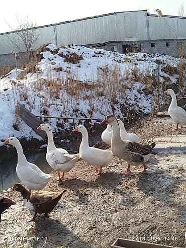 Продаем взрослых гусей уже несутся, породы: Линда с кубанскими