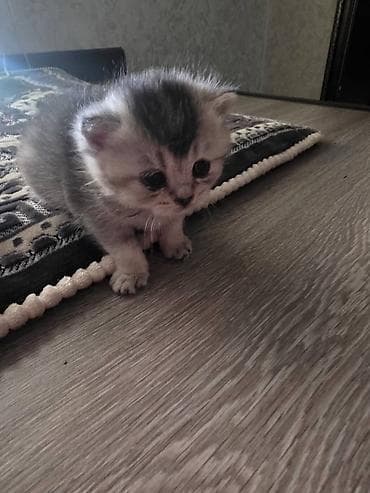 британская голубая короткошерстная кошка: Шотландские котята (короткошёрстные/вислоухие по типу помёта) - — 2