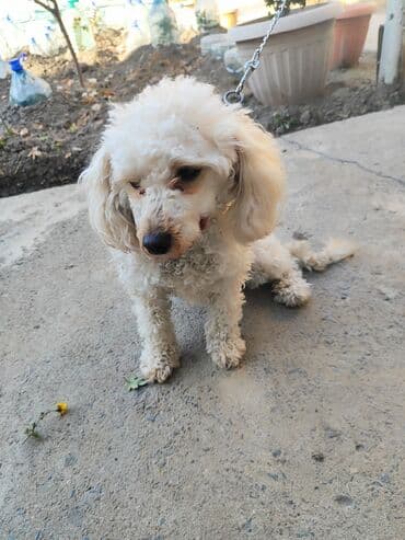 лысая собака: Пудель, 1 год, Самка — 2