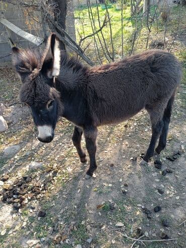 купить черную немецкую овчарку: Ослы домашние, серой масти. Описание: - Взрослая пара ослов с ровной — 5