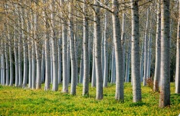 Куплю тополь терек / 
Терек алабыз / терек