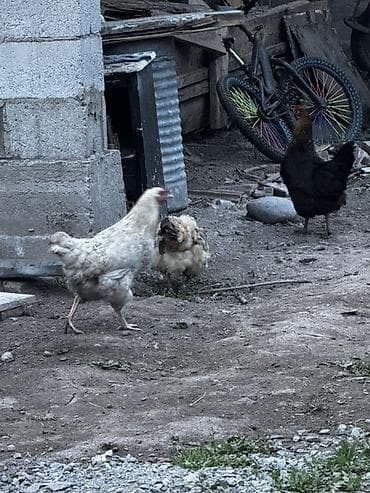 лоток для инкубатор: Продаю | Куры, Петух — 2