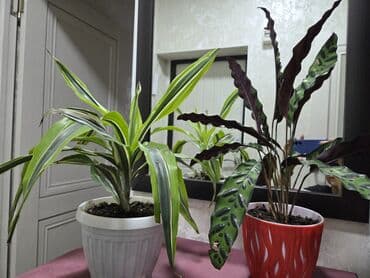 алоэ гулу жонундо маалымат: Шлюмбергера (декабрист, рождественский кактус) в горшке. - — 30