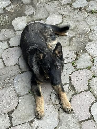 ротвейлеры щенки: Немецкая овчарка, полукровка 3 месяца - Окрас: чепрачный, насыщённые — 5