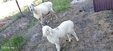 баран живой: Продаю | Ягненок, Баран (самец) | Для шерсти — 7