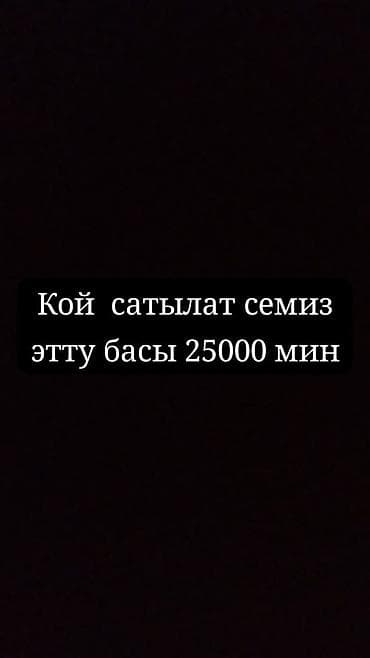баран оптом: Продаю | Овца (самка) | На забой — 1