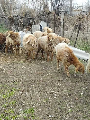 ко шамо: Продаю | Ягненок | Арашан | Для разведения | Ярка — 4