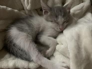 мышык арзан: Котята-домоседы, короткошёрстные, разного окраса: - серо-белые — 2