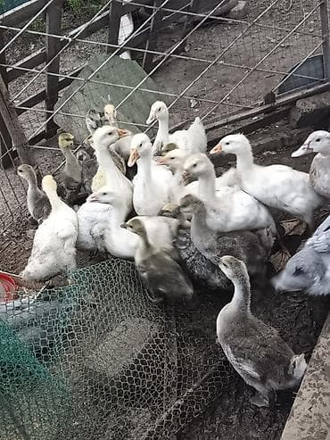 Птицы: Продаю гусят. От своих домашних гусей. Возраст разный, цена от 1000 до — 2