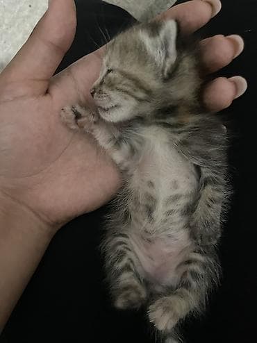 маленький хомяк: Котёнок, тигровый (черепаховый) окрас - Полосато-пятнистая - — 2