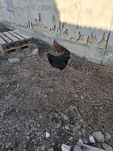 Продаю | Петух | На забой