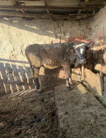 сколько стоит собака пудель: Продаю | Тёлка | На откорм, Для разведения, Для молока | Привязанные — 1