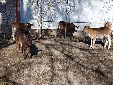 брама чорный: Продаю | Бык (самец) | Алатауская | Для разведения | Искусственник — 6