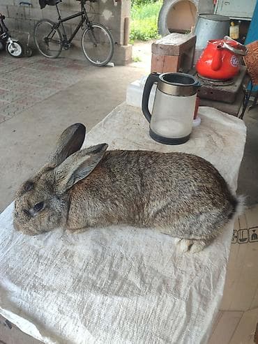 Үй жаныбарлары: Сатам | Эркек коен | Күрөң коен | Көбөйтүү үчүн | Асыл тукумдуу — 1