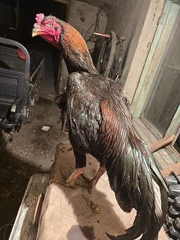 продаю попугая: Продаю | Петух | Бойцовая | Для разведения — 2