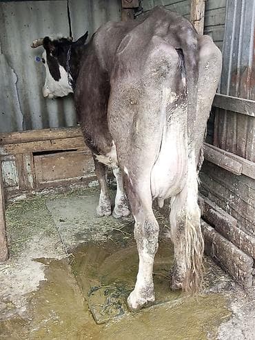 я ищу корова: Продаю | Корова (самка) — 1