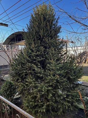 купить ёлку: Саженцы деревьев: Ели — 1