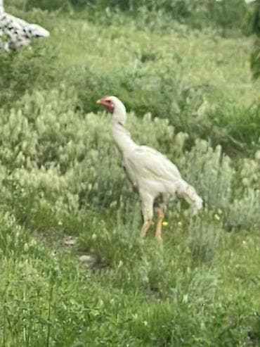 кошка свинкс: Продаю | Петух | Бойцовая | Для разведения — 4