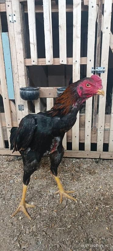 купить кур: Продаю | Куры, Цыплята | Бойцовая | Для разведения, Для боев — 2