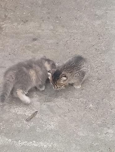 сколько стоит сфинкс кошка: Срочно отдам котят веслоухих в добрые руки,обртокмок Кушают — 9