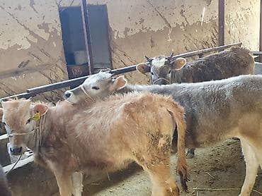 Животные: Продаю | Тёлка | Алатауская | Для разведения | Привязанные — 9