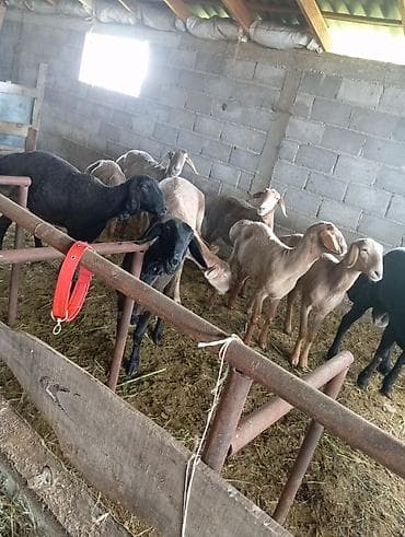 аары ящик алам: Сатам | Эчки (ургаачы) | Аргын | Көбөйтүү үчүн — 2