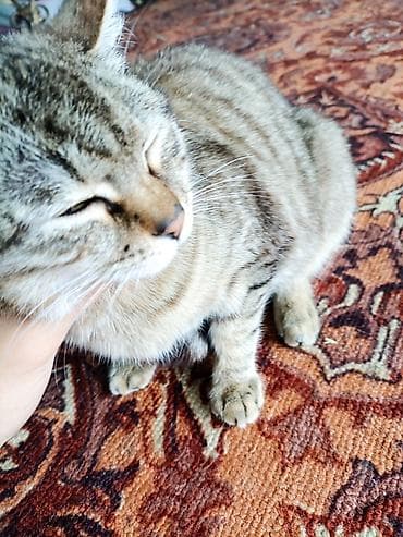 Мышыктар: Котята домашние, короткошёрстные. Описание: - Окрас: есть — 5