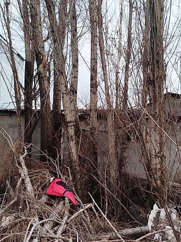 Үй жана бакча: Живые хвойные деревья для озеленения участка. - Породы: ель/смерека с — 5