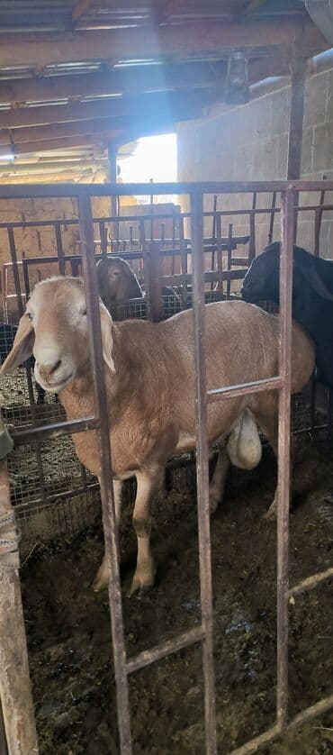 коровы молочной породы купить: Продаю | Баран (самец) | Арашан | Для разведения | Племенные — 2