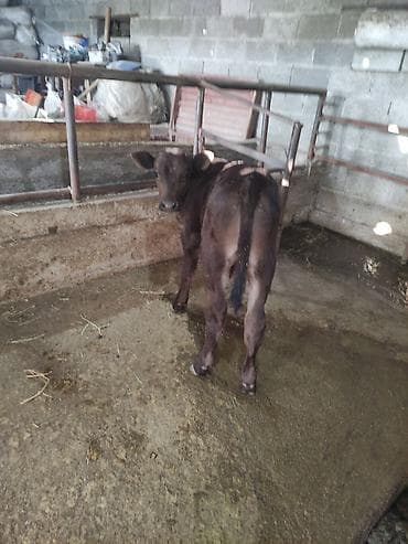 сова живая: Продаю | Бык (самец) | Швицкая | Для разведения | Искусственник — 4