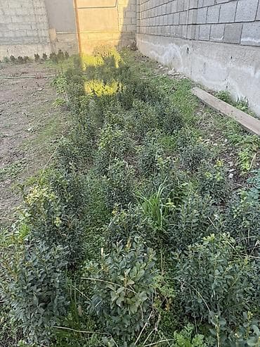 геран: Самшит (Buxus sempervirens) — компактные вечнозелёные кустики для — 4