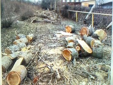 угол дрова: По беловодску пилю деревья распил на части,рублю дрова,заготовка дров — 1