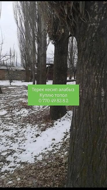 Услуги по спилу деревьев + ску - Профессиональный спил деревьев на — 1