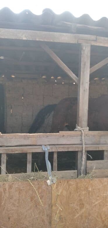 фелуцен для коров цена бишкек: Продаю | Кобыла (самка) | На забой — 7