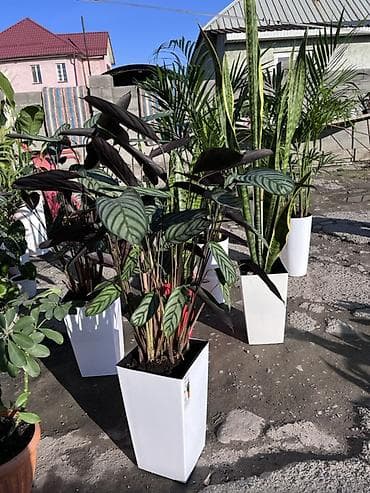 алоэ вера ош: Декоративные комнатные растения в высоких белых кашпо. Состав — 1