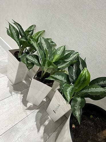 Комнатные растения в напольных кашпо - Аглаонема (зелёные листья с