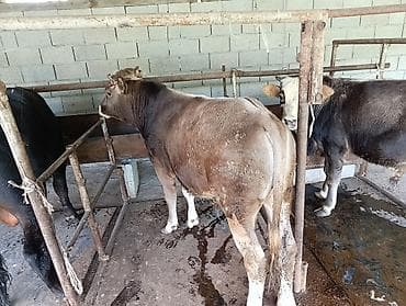 Продаю | Бык (самец) | Полукровка | На откорм | Привязанные at lalafo.kg Продаю | Бык (самец) | Полукровка | На откорм | Привязанные