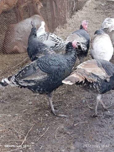 породы кур: Продаю | Индюшка (самка), Индюк (самец) | Полукровка | Для разведения | Племенные — 10