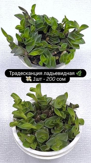 олеандр: Продаю комнатные растения, цветы . Пассифлора кализия розовая — 3