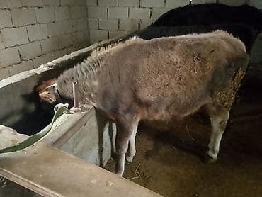 пародистые коровы: Продаю | Бык (самец) | На откорм | Привязанные — 3