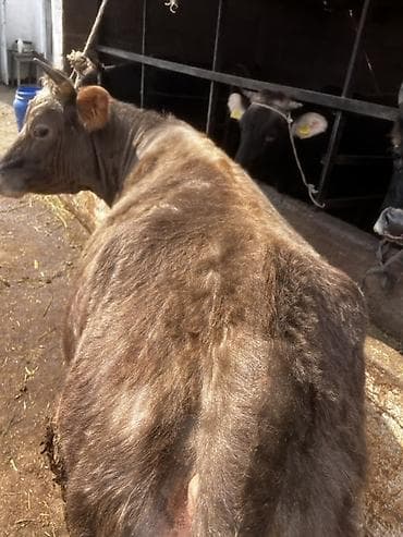 Продаю | Корова (самка) | Для молока | Стельные — 6