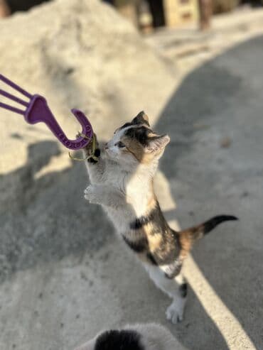 корма для сх животных: Мальчик — 2