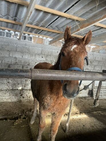 кошка беловодск: Сатам | Тай, Байтал | Аргын, Кара Жорго | Союуга — 5
