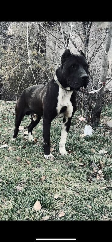 сколько стоит собака породы доберман: Питбуль, 2 жаш, Эркек, Эмделген — 6