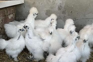 Продаю Китайских шелковых кур молодые 8-10 месяцев, спокойные