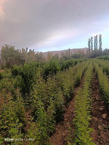 Инструменты: Саженцы яблони (молодые деревья) - Развитый питомник: ровные ряды — 7