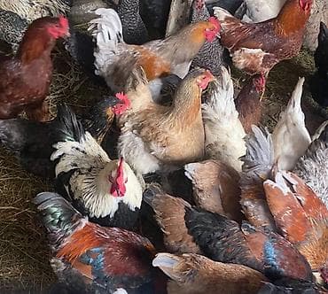 Продаю | Куры, Петух | Полубрама, Домашняя, Кучинская | На забой, Для разведения, Несушки