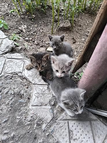Мышыктар: Очаровательные котята, помёт из 4 малышей: - Окрас: серый с белым (два — 2